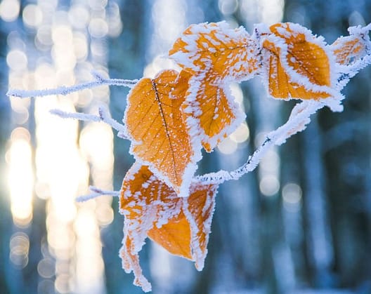 protect lime tree in winter