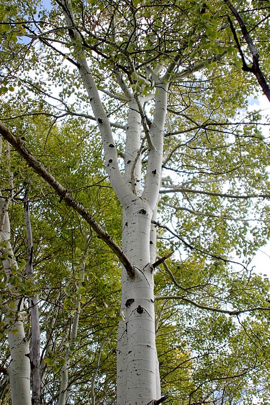 quaking aspen in the forest