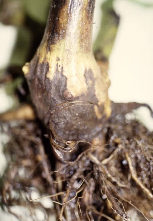 closeup of a root with pythium root rot