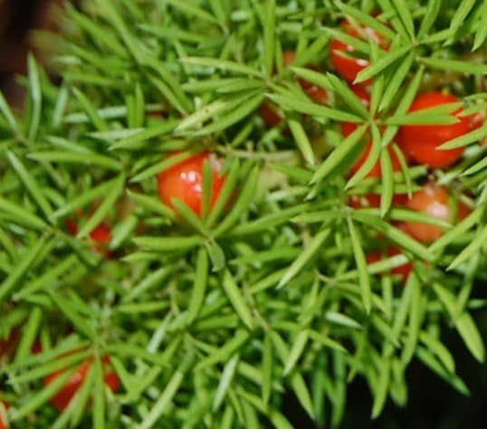 extreme closeup of a foxtail fern branch with red berries