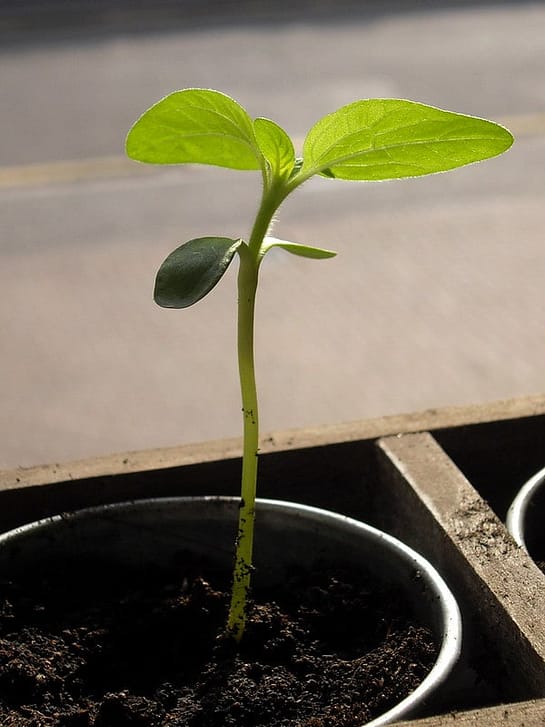 seedling with 4 leaves