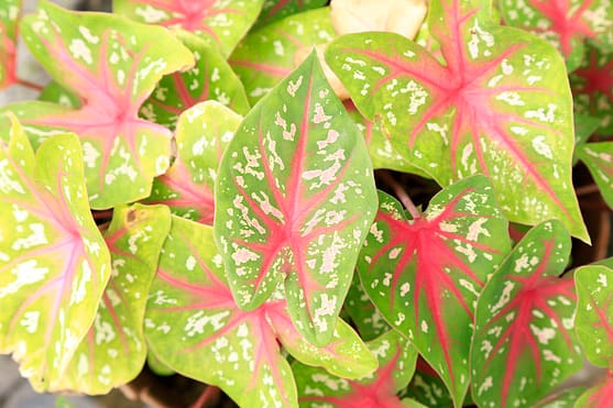 closeup of red and green arrowhead vine foliage