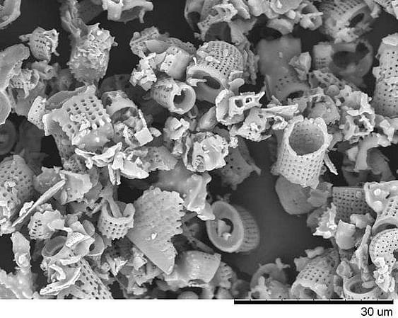 diatoms, used to create diatomaceous earth