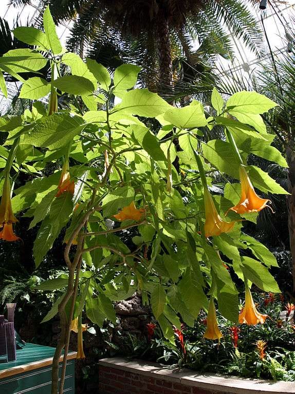 closeup of a brugmansia tree with orange flowers