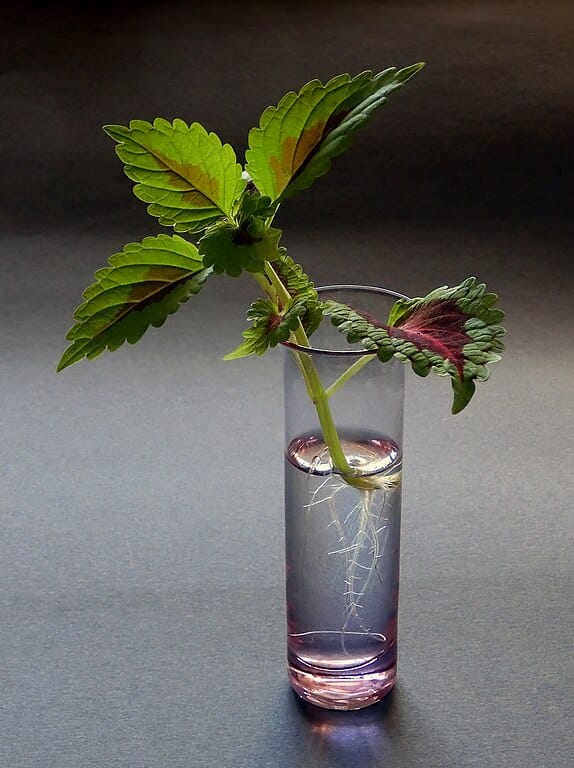 coleus cutting in a vase of water