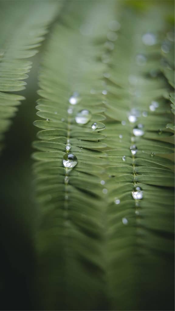closeup of a fern frond with water droplets on it