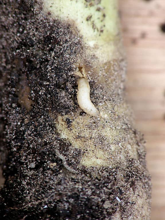 cabbage maggot up close