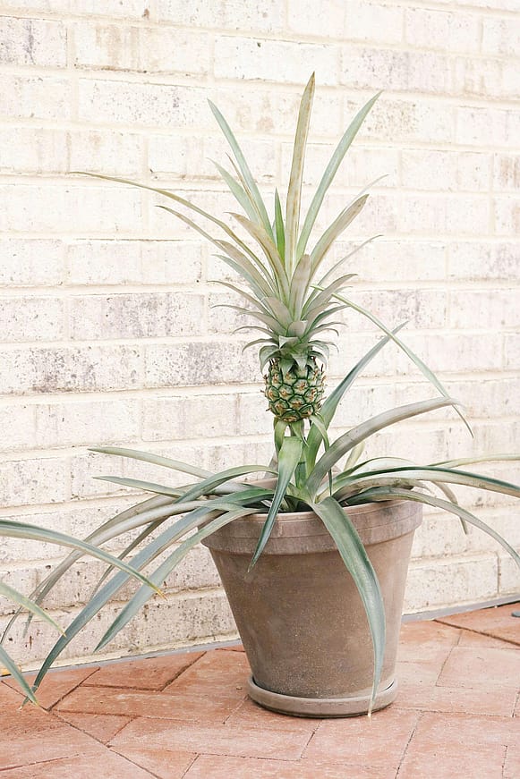 pineapple plant with a small pineapple, growing in a pot