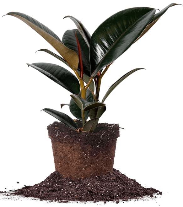 Ficus elastica Burgundy in a pile of soil