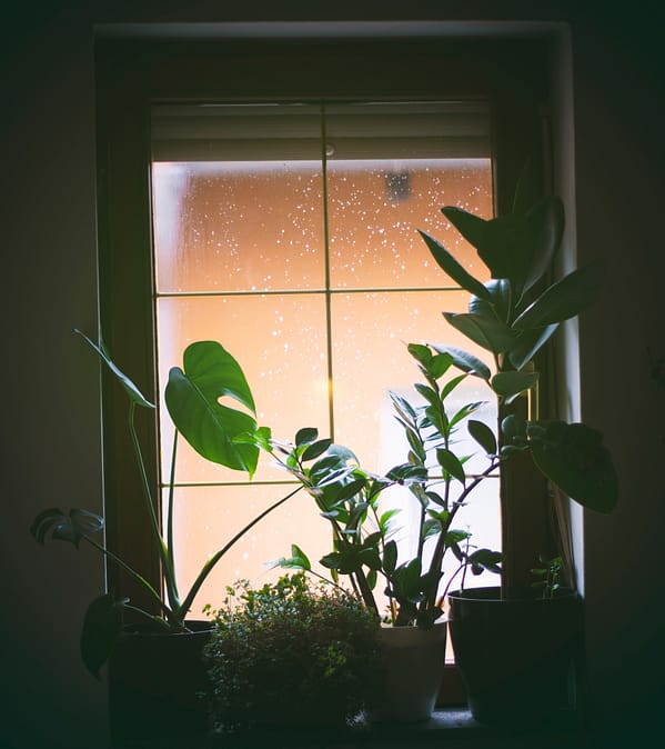 indoor plants