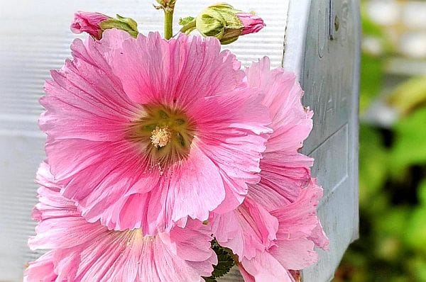 Pink hollyhocks growing next to a white mailbox