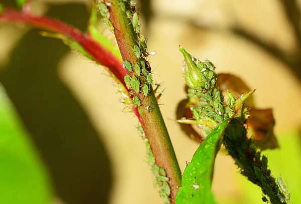 aphids on rose bush