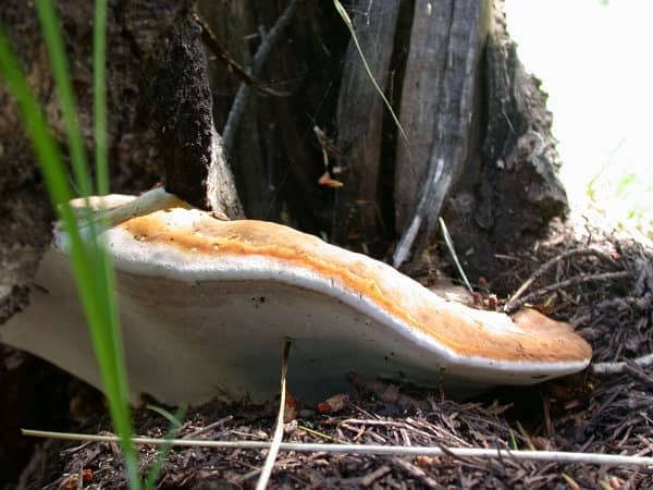 conk of ganoderma root rot at base of quaking aspen