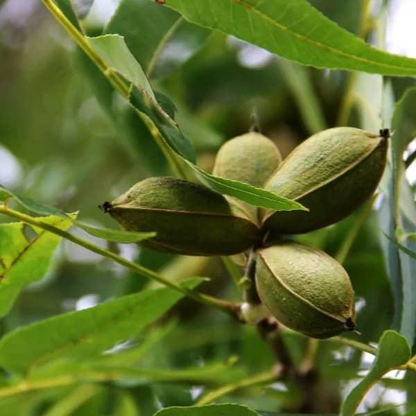 pawnee pecan tree with nuts