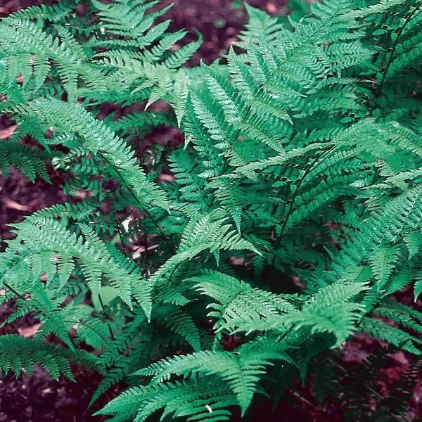 closeup of a lady fern in the shade