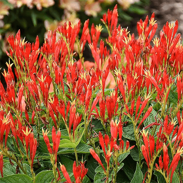 bright orange flowers on ragin cajun spigelia