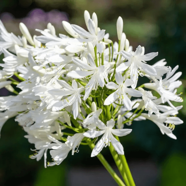 4 Causes of Agapanthus Leaves Turning Yellow Gardenologist