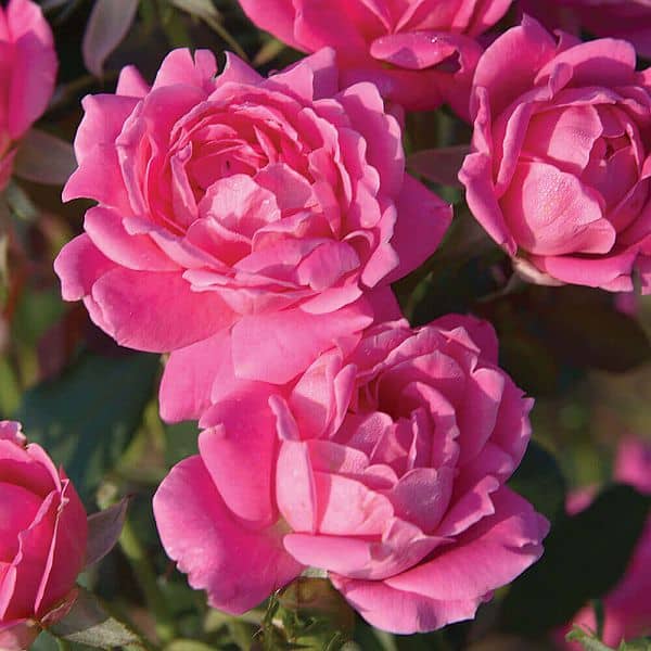 Double pink Knockout roses