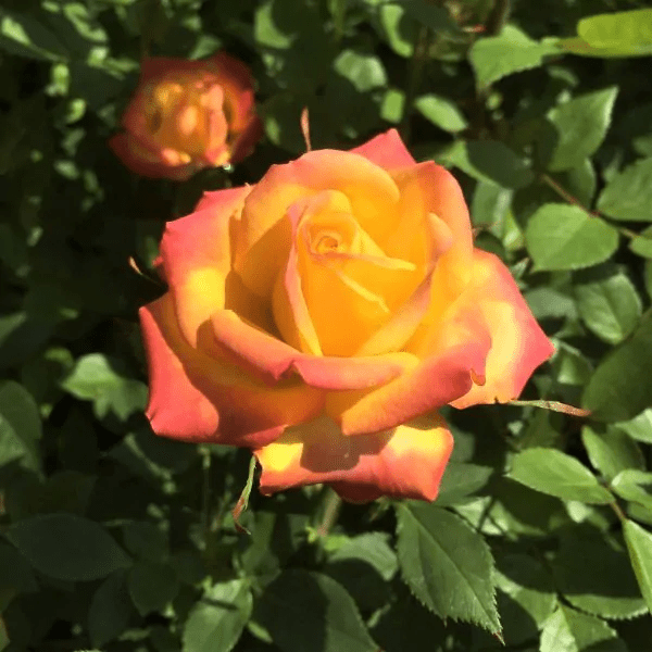 Closeup of an orange and yellow rose