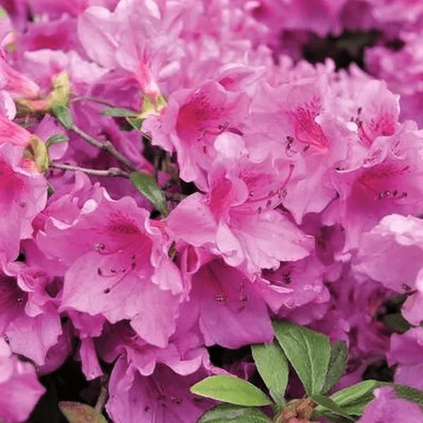 extrem closeup of an rhododendron shrub with purple/pink flowers
