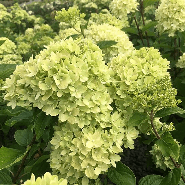 Green flowers of the Panicle Hydrangea 'Jane' AKA Little Lime