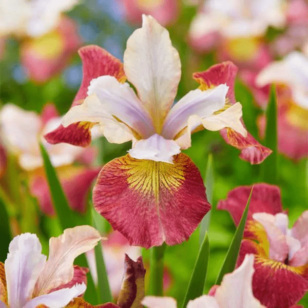 Sugar Rush Iris, a combo of red, yellow and lavender