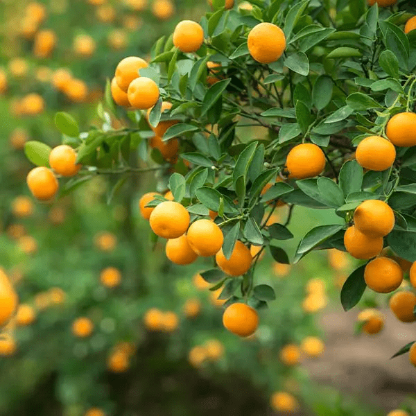 Dwarf 'Glen' Navel Orange tree with lots of fruit.