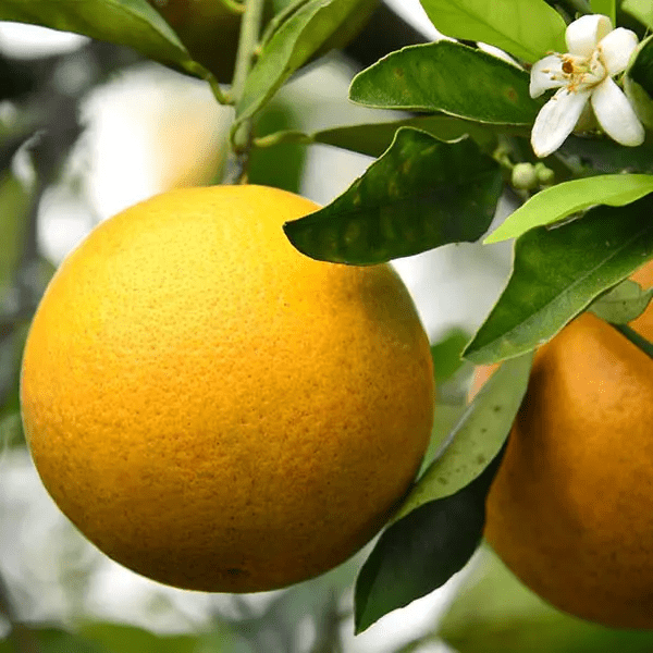 Valencia Orange, hanging on the tree