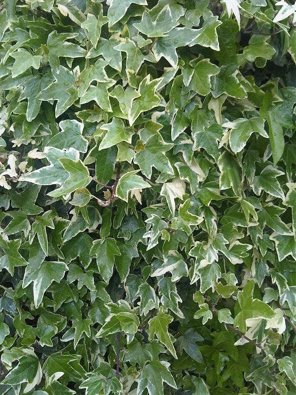 Algerian ivy