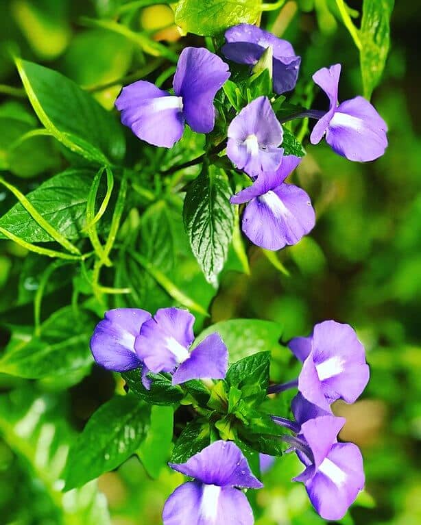 Butterfly pea in bloom with purple flowers