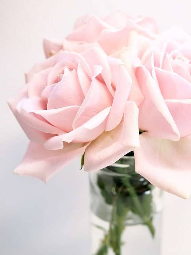 closeup of vase holding light pink roses 