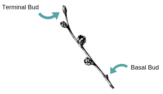 drawing of a cutting showing the terminal and basal buds