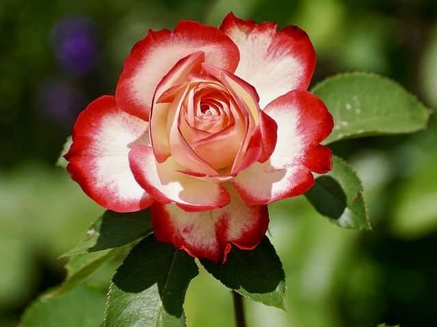 White rose with red tips