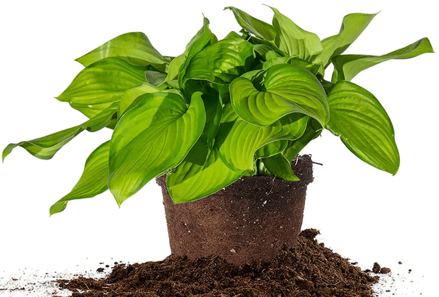 Hosta Guacamole