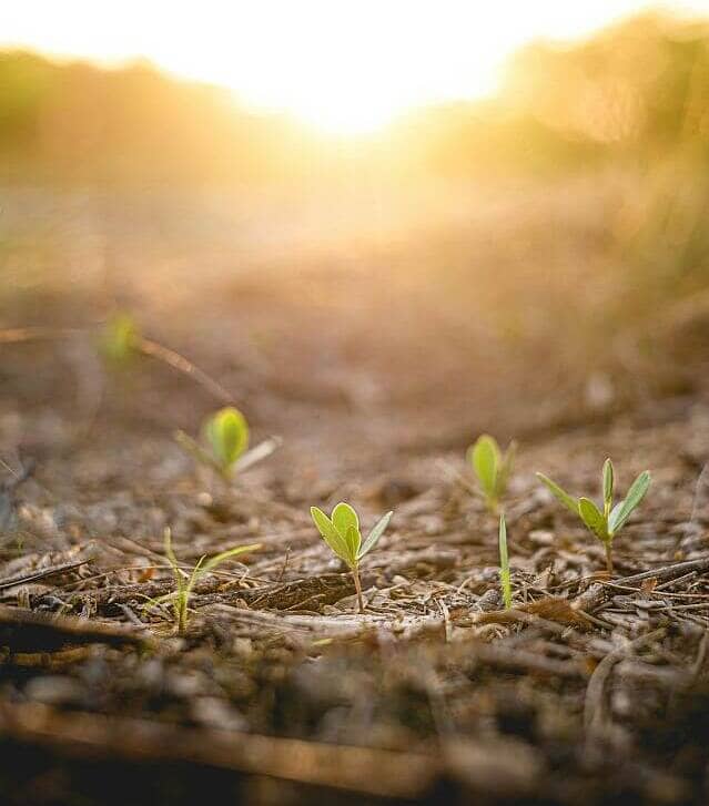 Early morning sun shining on seedlings in a garden.