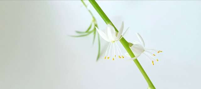 spider plant flower