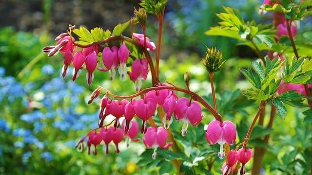 bleeding heart plant with bright pink flowers