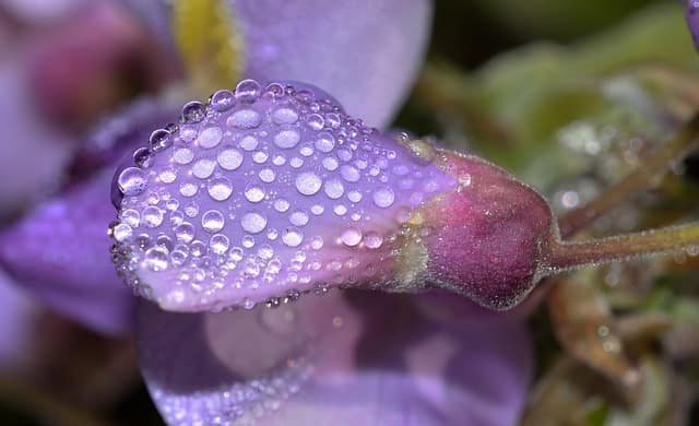 Closeup of wisteria flower with moisture on the petals