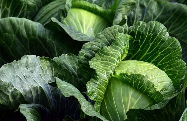 closeup of white cabbage