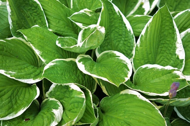 green hosta leaves with white edges