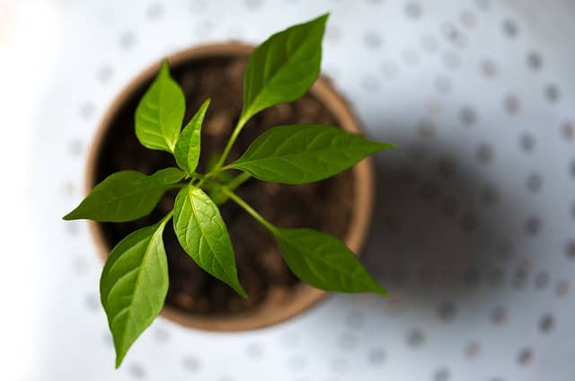 pot with a seedling plant