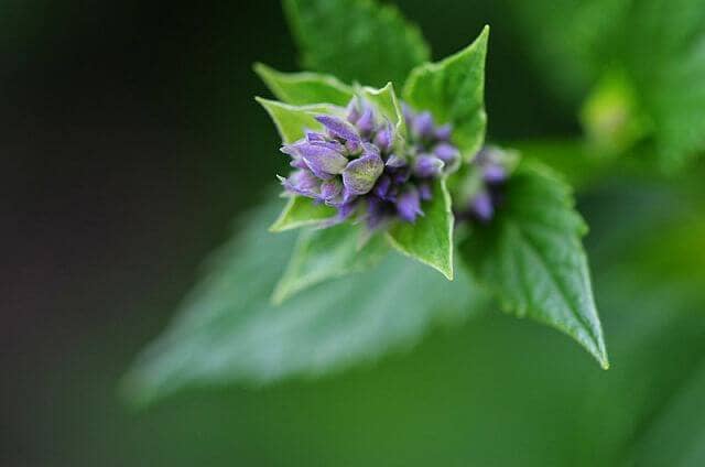 early hyssop blossom