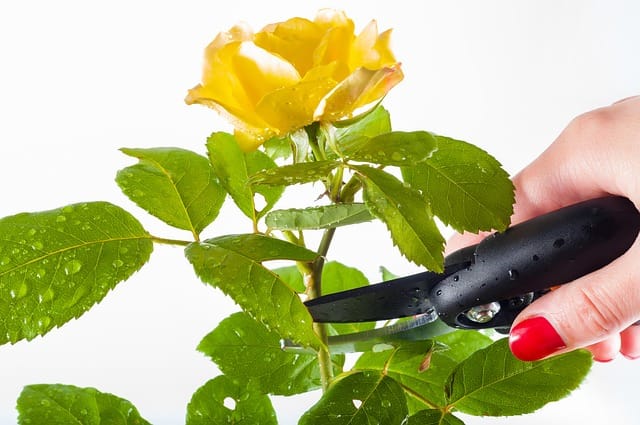 take rose cuttings