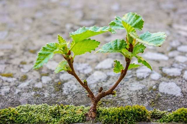 tree seedling growing in soil