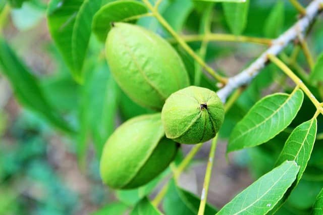 nut drop pecan tree