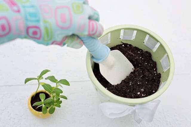 soil for stevia plant