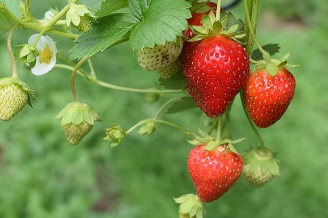 strawberry plant with three red strawberries hanging from it