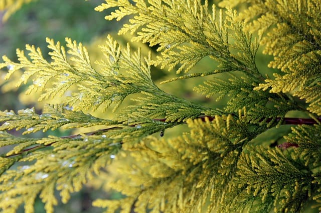 closeup of a thuja branch