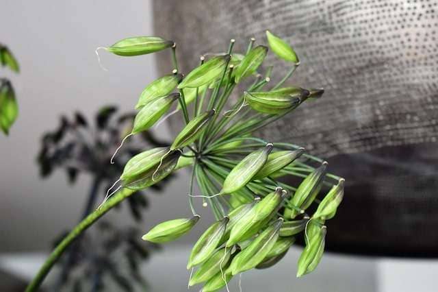 closeup of a stem with agapanthus seed pods