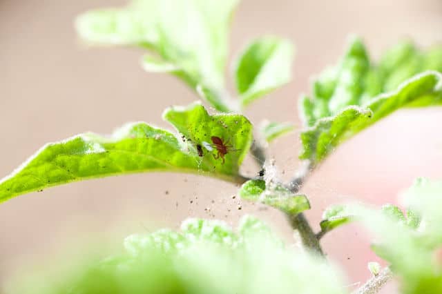 a red mite on her nest